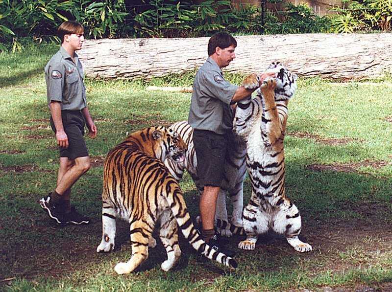 Tigers of Dreamworld Australia  4/7 jpg; DISPLAY FULL IMAGE.