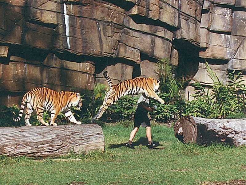 Tigers of Dreamworld Australia  6/7 jpg; DISPLAY FULL IMAGE.