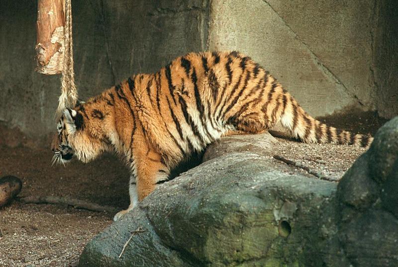 Stalking a prey item called Daddy :-) Tiger cub in Hagenbeck Zoo; DISPLAY FULL IMAGE.