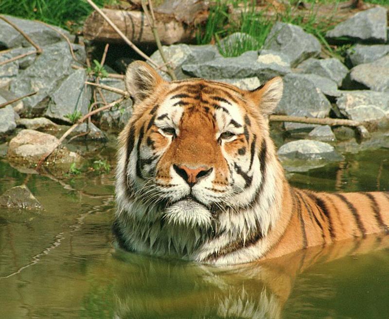 Another rescan/repost - Daddy Tiger taking a bath...; DISPLAY FULL IMAGE.