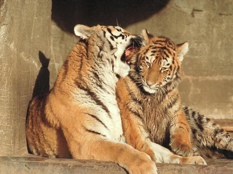 Tiger kids also love the mud - mom (clean) and  kid (dirty) in Hagenbeck; DISPLAY FULL IMAGE.
