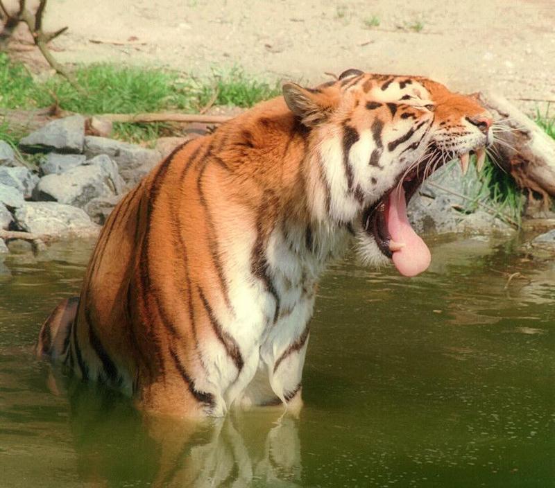 ...and another ... Daddy Tiger, disputing the quality of his lunch :-); DISPLAY FULL IMAGE.