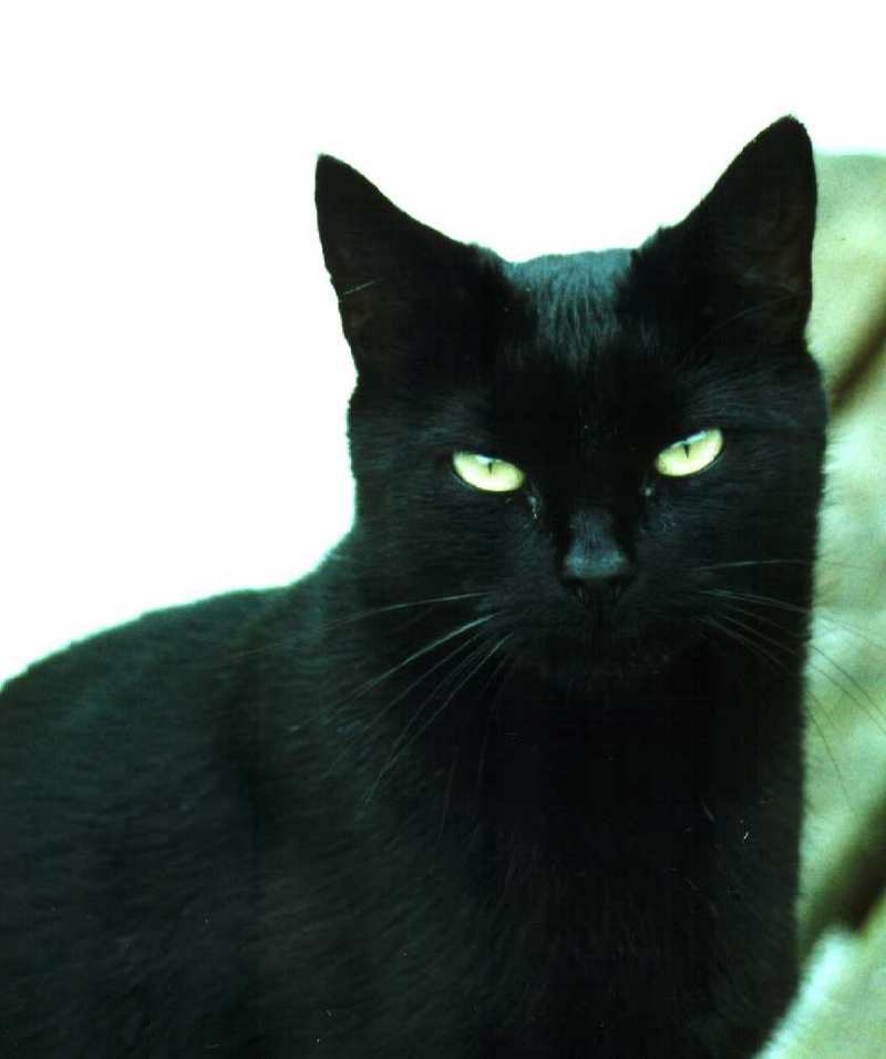 Jet Black Cat; DISPLAY FULL IMAGE.