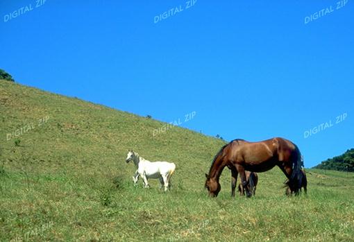Korean Horse (Cheju Island); Image ONLY