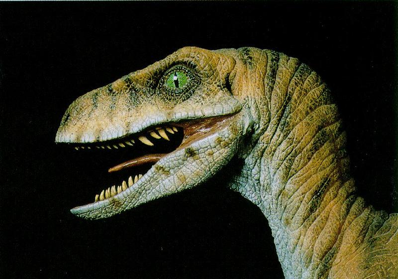 Velociraptor (J01) face; DISPLAY FULL IMAGE.