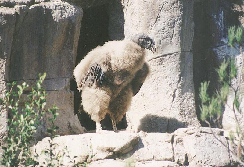 Animal pictures from my California trip - Little Big Bird in San Diego Zoo - Baby King vulture???; DISPLAY FULL IMAGE.