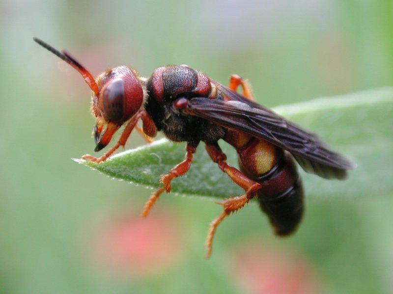 Wasp; DISPLAY FULL IMAGE.