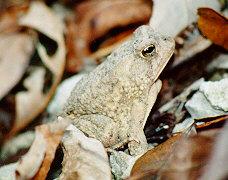 Re: Req. Pictures of toads please; Image ONLY