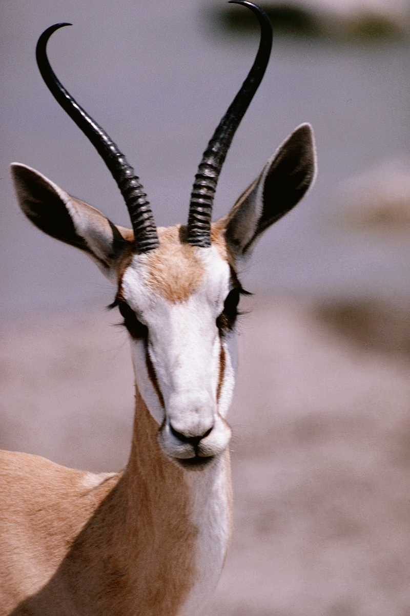 (Pls identify this) Antelope 4 -- Springbok; DISPLAY FULL IMAGE.