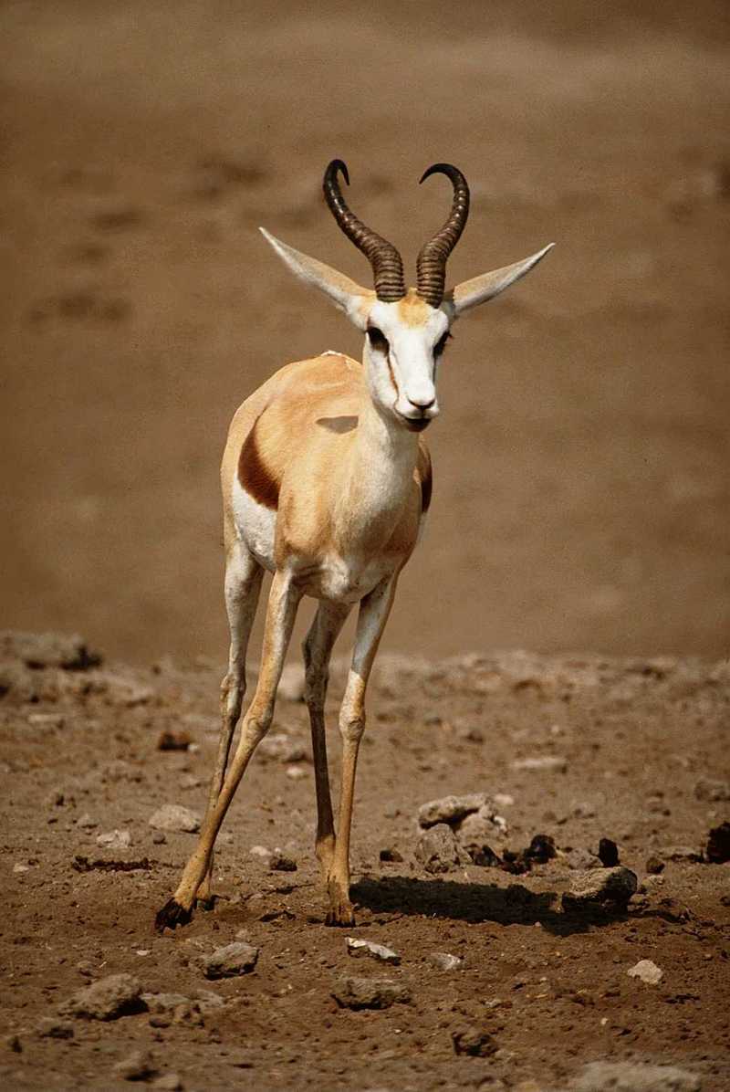 (Pls identify these) Antelopes 8; DISPLAY FULL IMAGE.