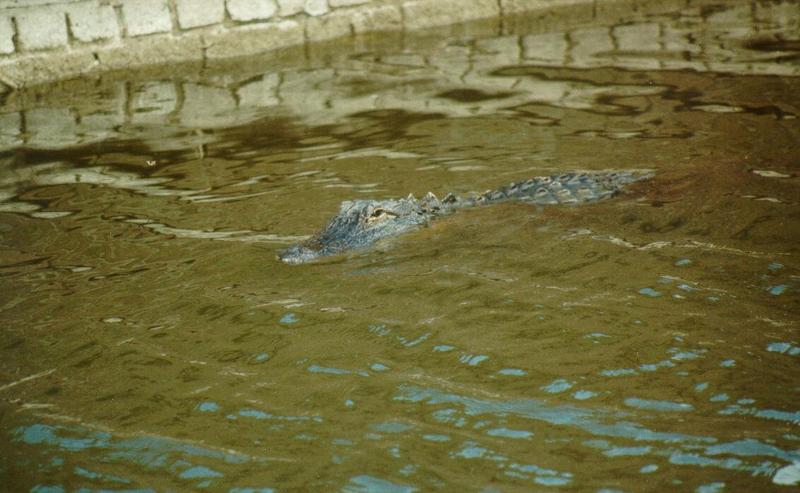 Alligator in Moat - Fort Pulaski, GA - alli01.jpg; DISPLAY FULL IMAGE.