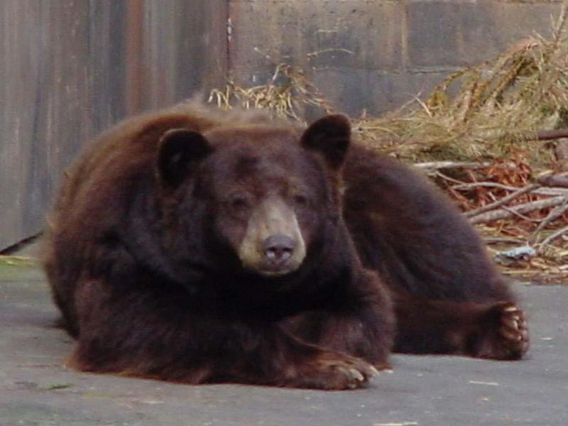 Brown bear; DISPLAY FULL IMAGE.