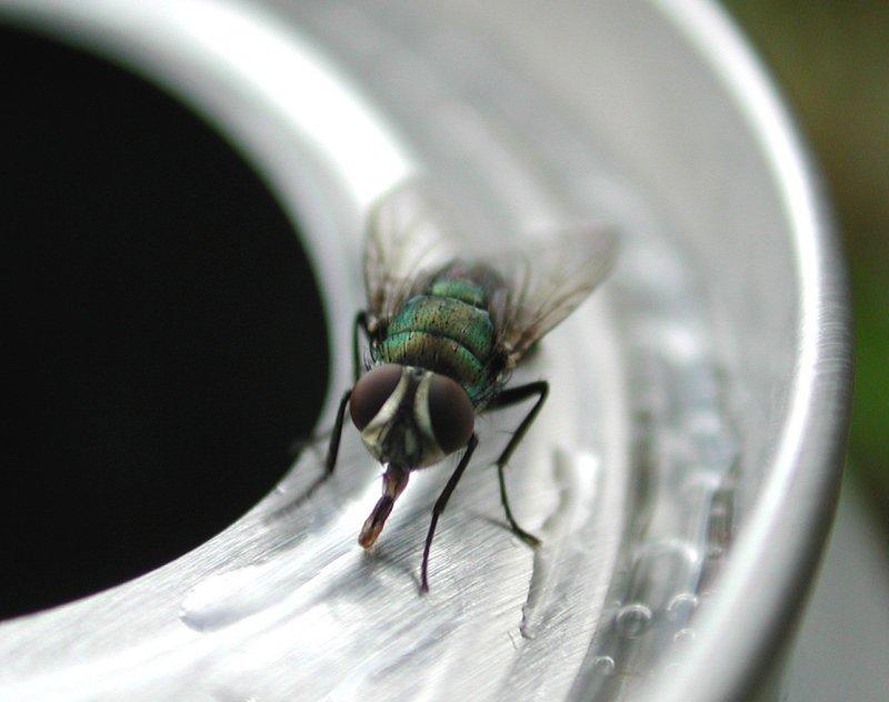 Beer drinking fly; DISPLAY FULL IMAGE.