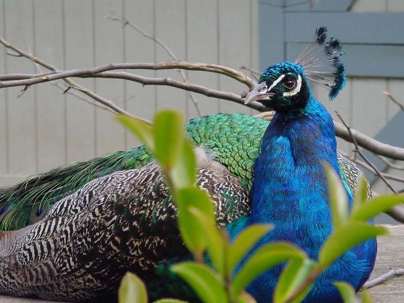 peacock; DISPLAY FULL IMAGE.