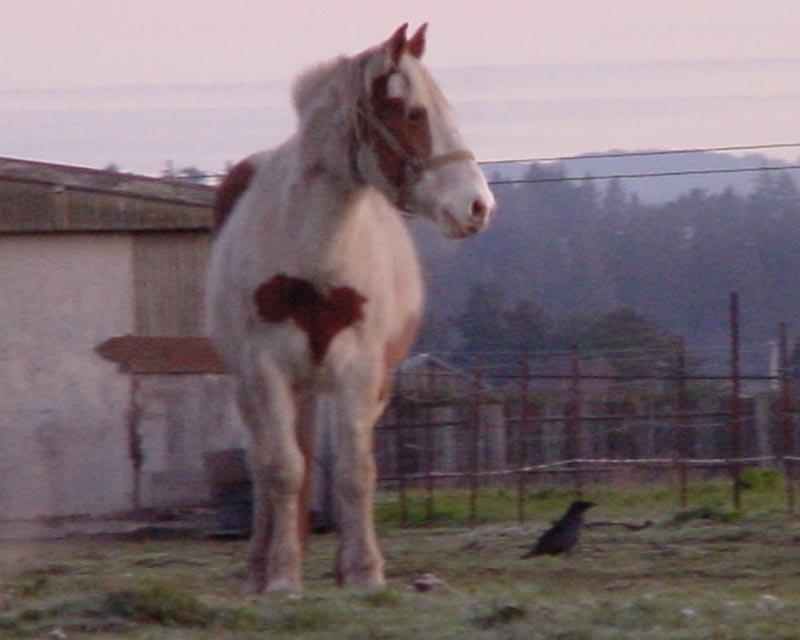 Horse and bird....; DISPLAY FULL IMAGE.