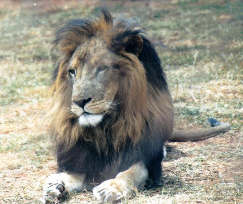 Re: More big cats from the Nairobi animal orphanage; DISPLAY FULL IMAGE.