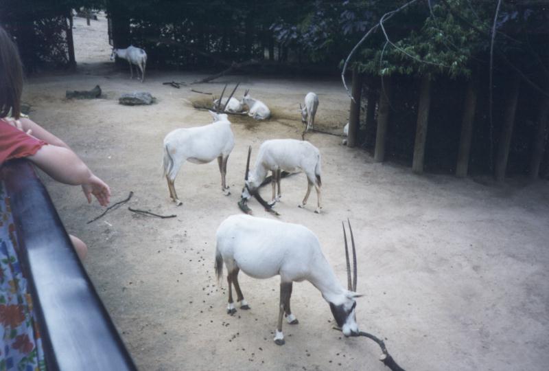 London Zoo: oryxes1.jpg; DISPLAY FULL IMAGE.