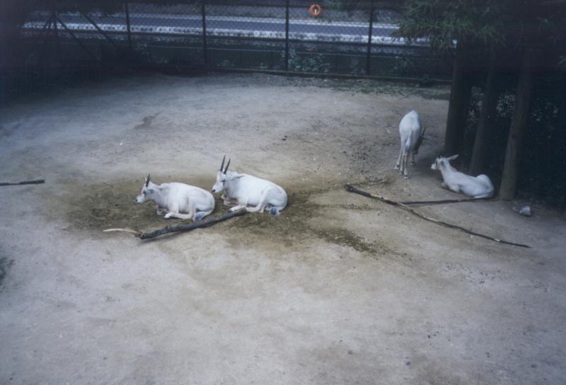 London Zoo: oryxes2.jpg; DISPLAY FULL IMAGE.