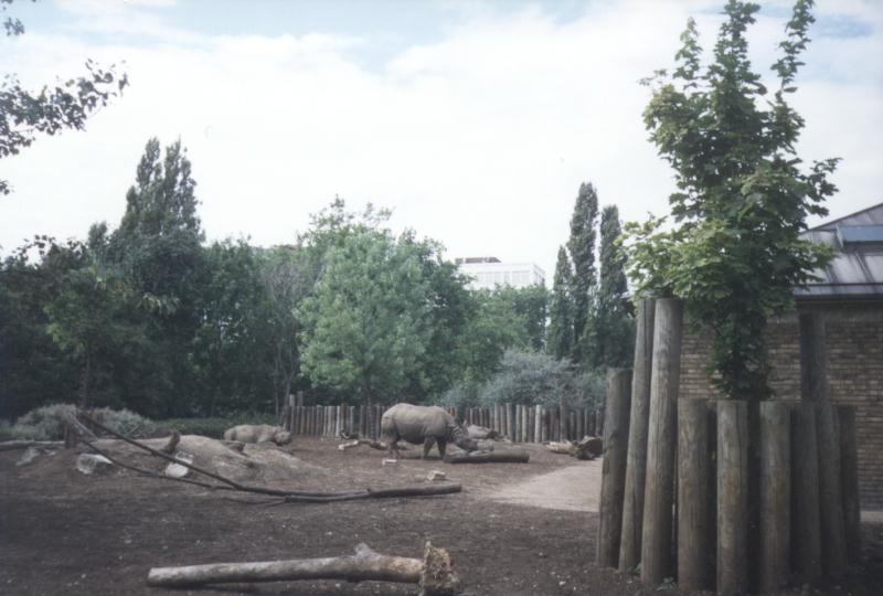London Zoo: rhinos.jpg; DISPLAY FULL IMAGE.