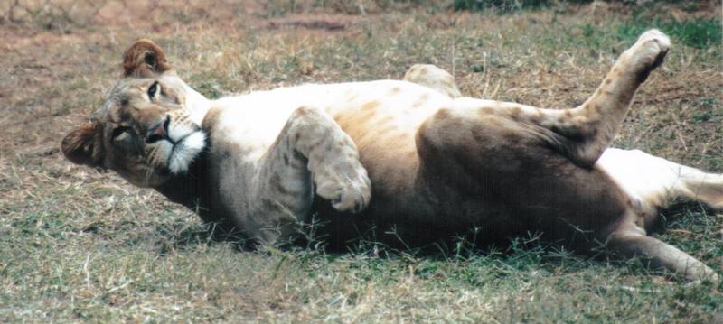Re: More big cats from the Nairobi animal orphanage; DISPLAY FULL IMAGE.