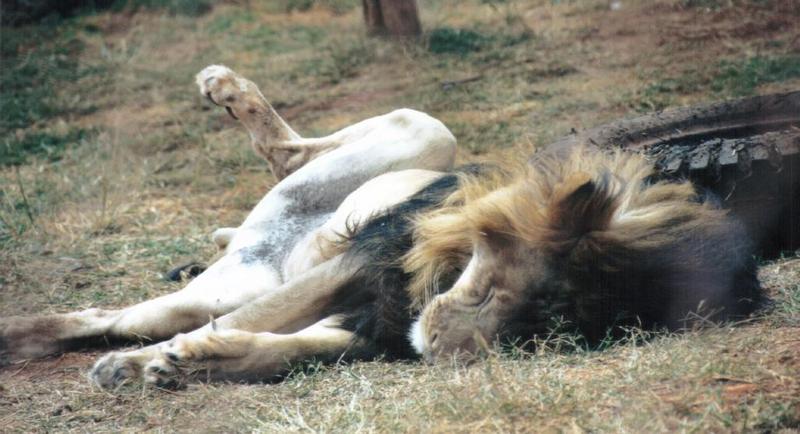 Re: More big cats from the Nairobi animal orphanage; DISPLAY FULL IMAGE.