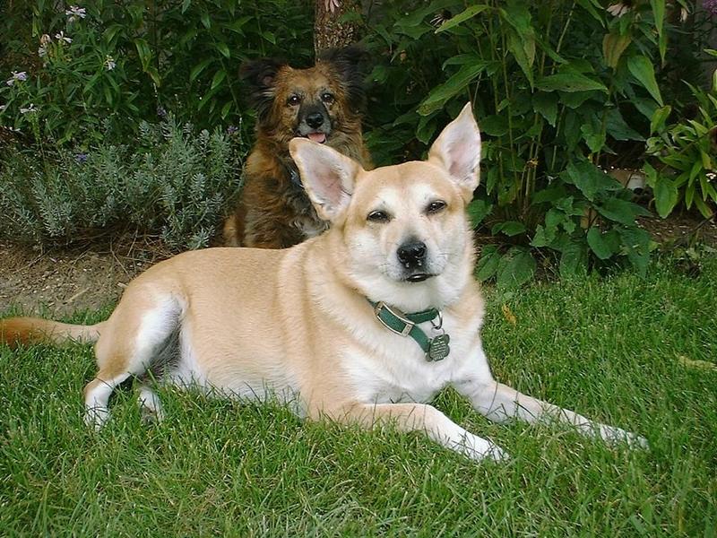 My dogs Ace and Missy - Ace_And_Missy_Dscf3410-B.jpg; DISPLAY FULL IMAGE.