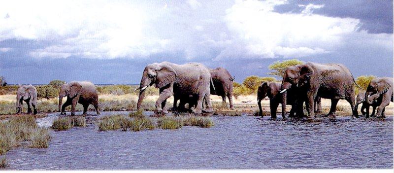 African Elephant 2/2 jpg; DISPLAY FULL IMAGE.
