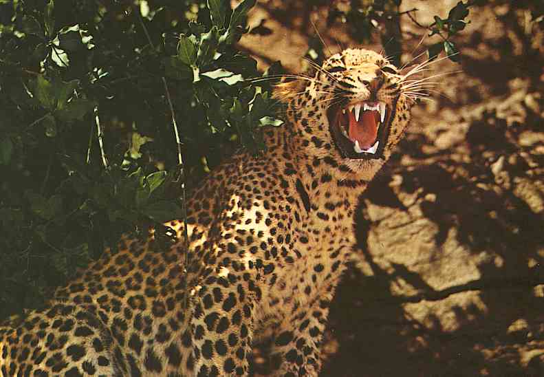 Leopard / Luipaard; DISPLAY FULL IMAGE.