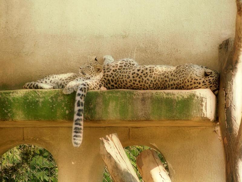 Hannover Zoo again - Leopards this time - Mom and kid at rest; DISPLAY FULL IMAGE.