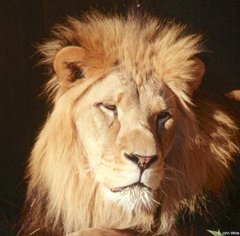 Lion #3; DISPLAY FULL IMAGE.