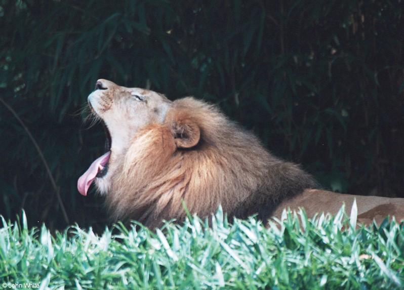 Yawning Lion 1; DISPLAY FULL IMAGE.