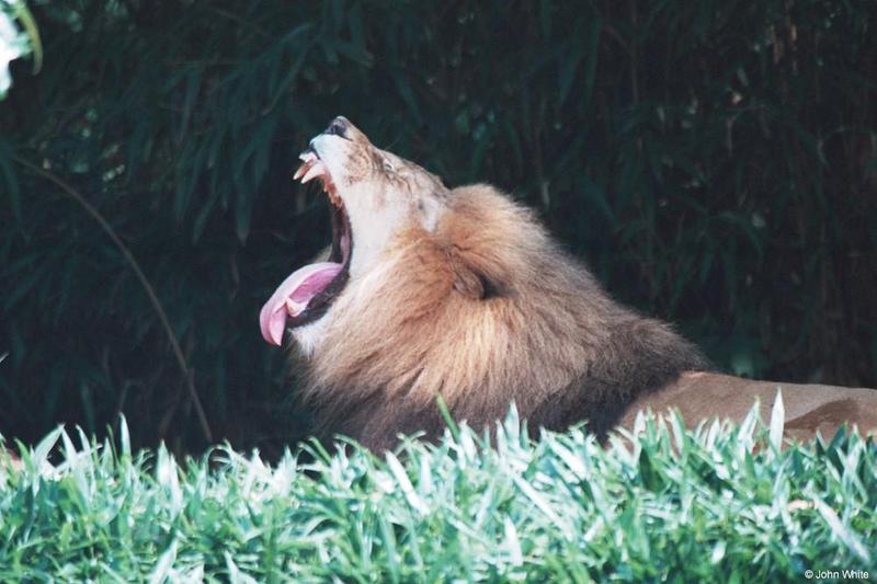 Yawning Lion #2; DISPLAY FULL IMAGE.