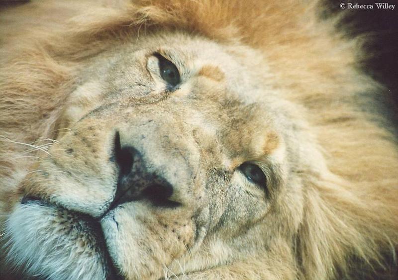 Brookfield Zoo pics - Lion face; DISPLAY FULL IMAGE.