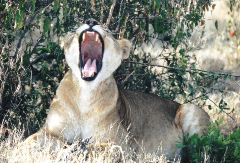 Another lion yawn; DISPLAY FULL IMAGE.