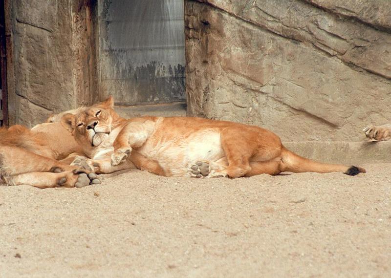 Hagenbeck Zoo sweetcats rescan/repost - Post-dinner shot of Lady Lioness; DISPLAY FULL IMAGE.