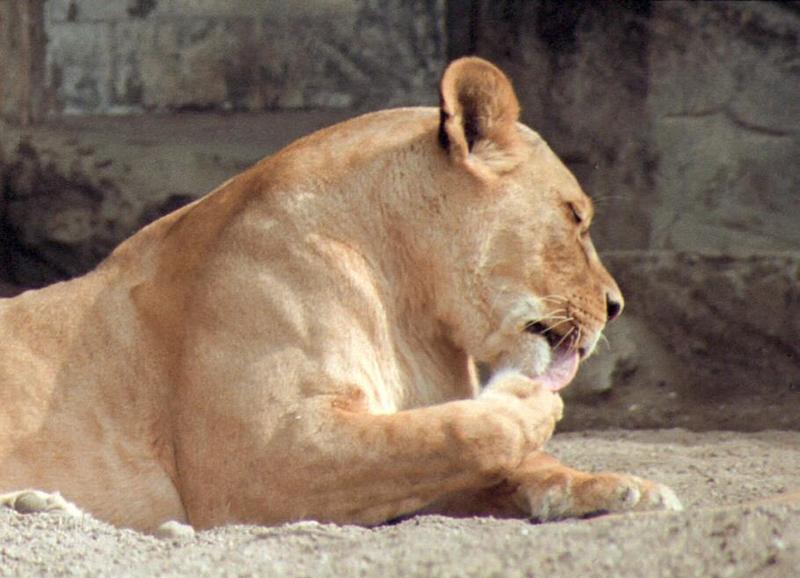 Coolscan and old negatives, another example - Lioness in Hagenbeck Zoo; DISPLAY FULL IMAGE.