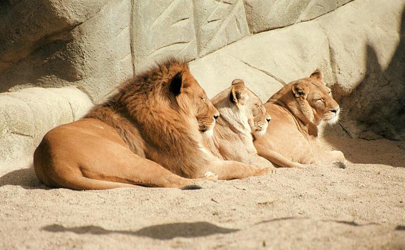 Katz-a-three in Hagenbeck Zoo - the lion family posing in a row; DISPLAY FULL IMAGE.