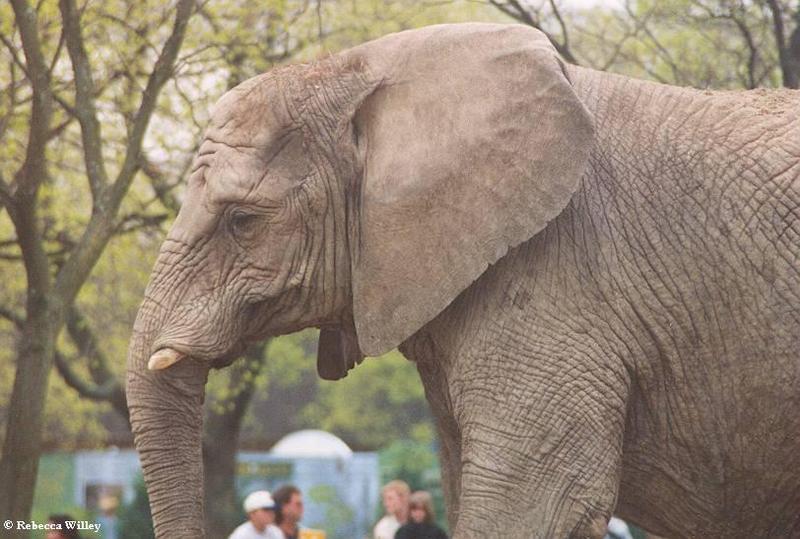 Brookfield Zoo pics - elephant profile; DISPLAY FULL IMAGE.