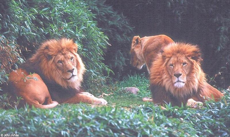lions; DISPLAY FULL IMAGE.