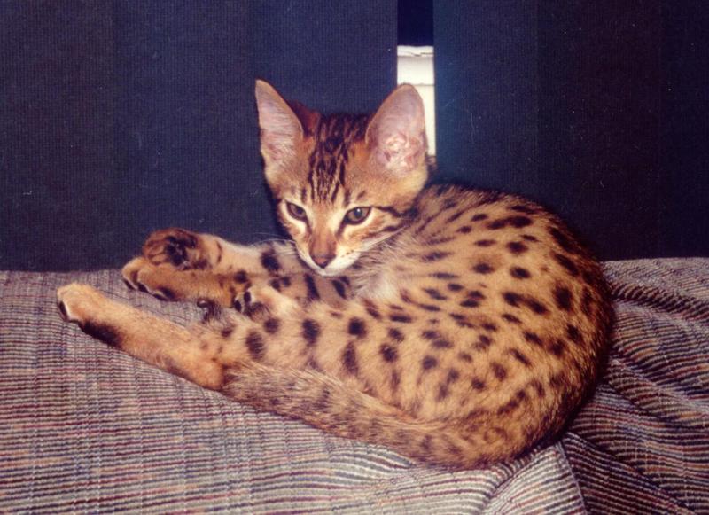 Bengal Kitty; DISPLAY FULL IMAGE.