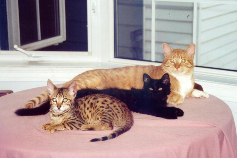 Cat Family; DISPLAY FULL IMAGE.