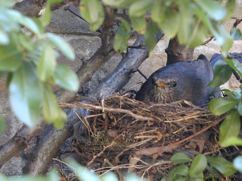 Common blackbird (female) on nest; DISPLAY FULL IMAGE.