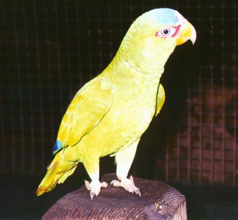 Amazon Parrot; DISPLAY FULL IMAGE.