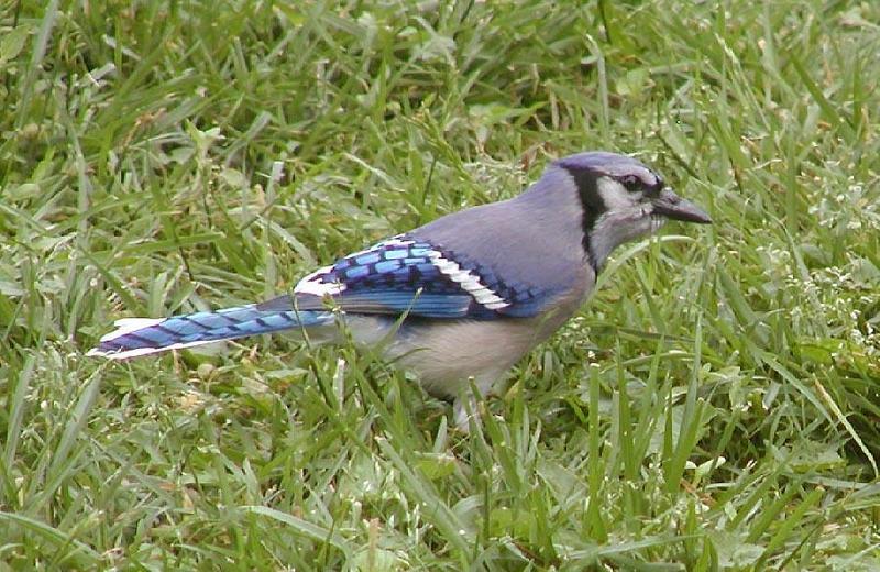 blue jay 2; DISPLAY FULL IMAGE.