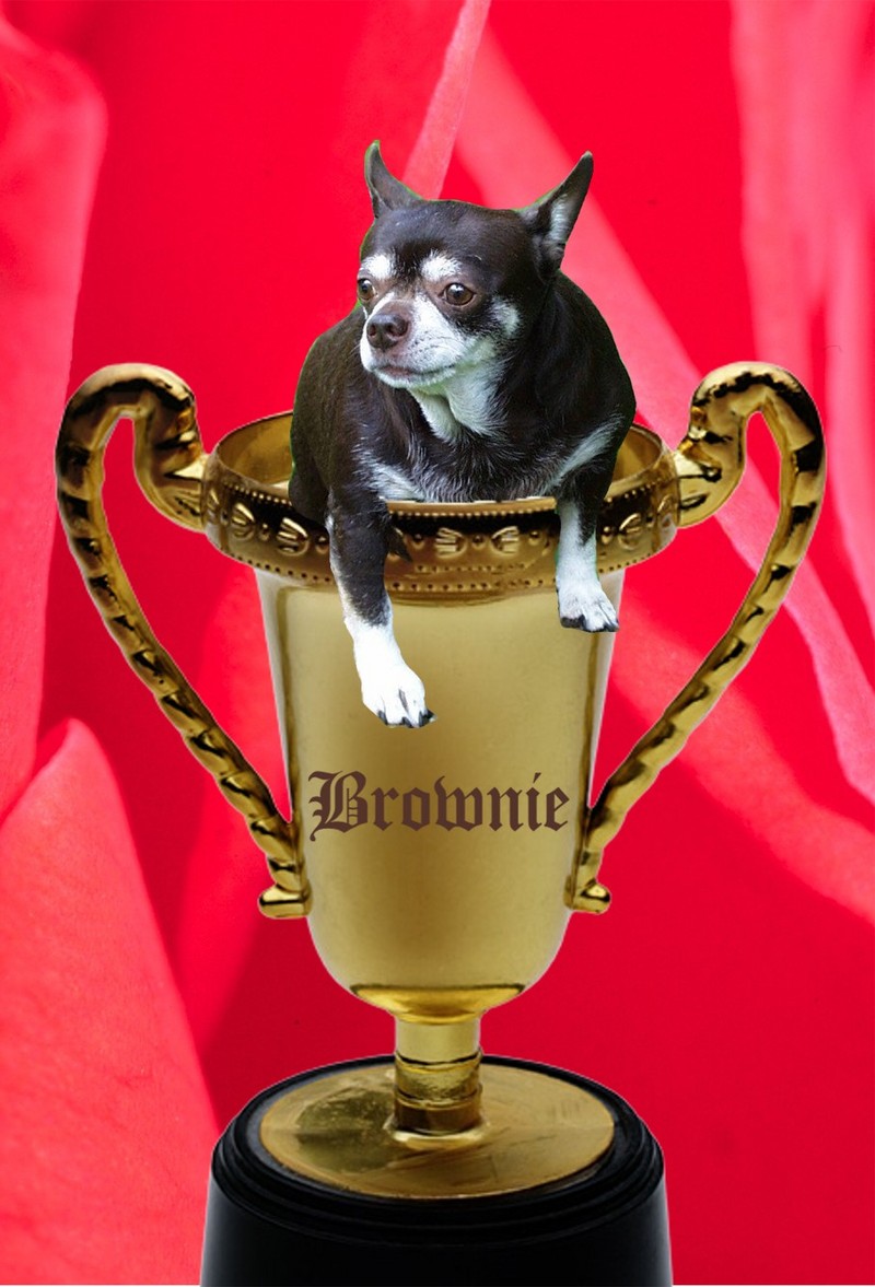 Winning Chihuahua; DISPLAY FULL IMAGE.