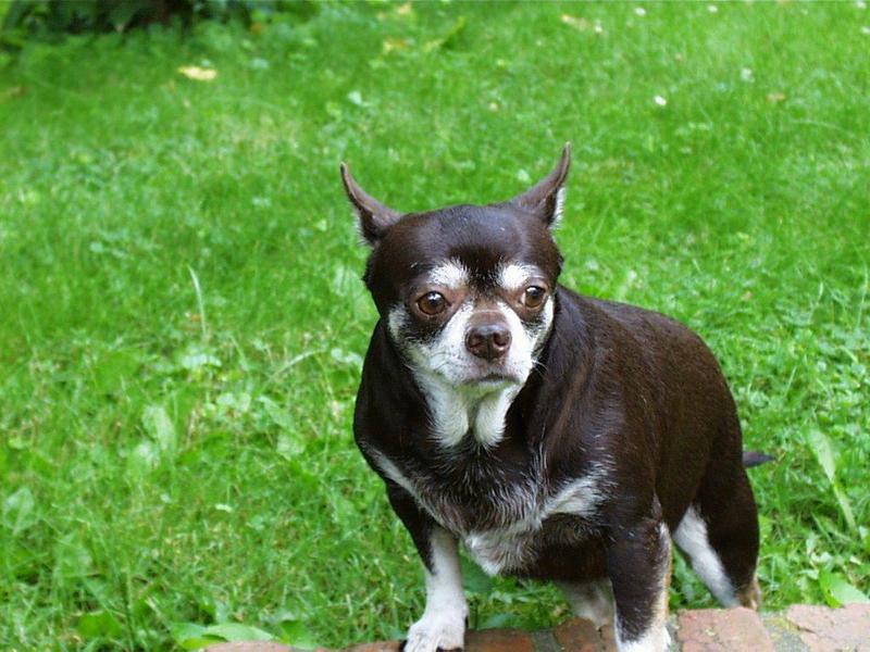 Chihuahua (1); DISPLAY FULL IMAGE.