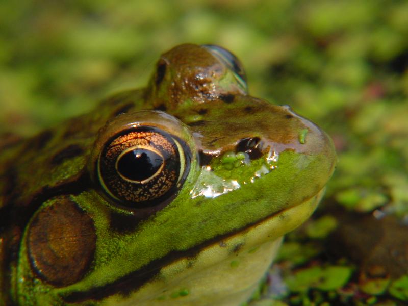 Frog Face; DISPLAY FULL IMAGE.