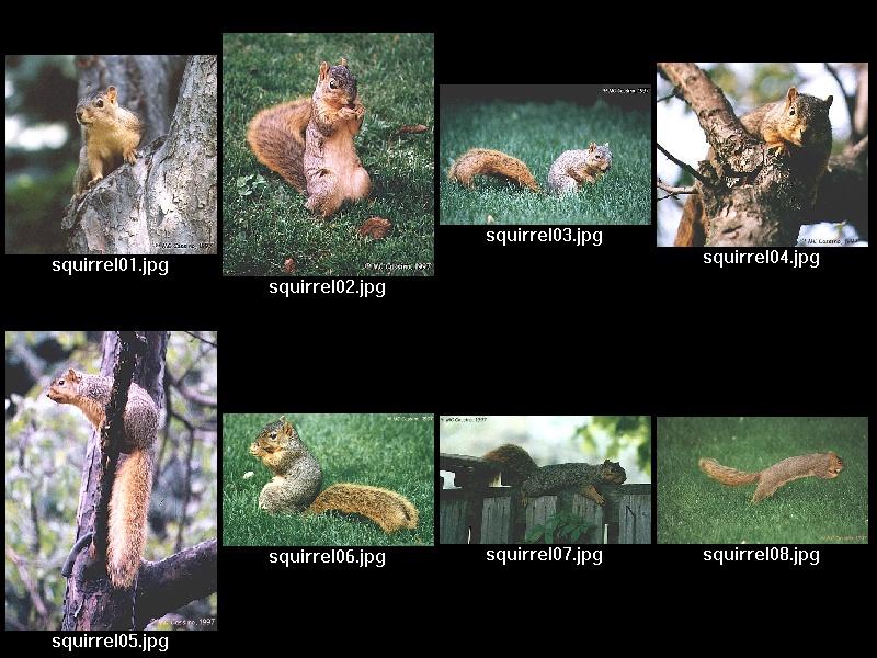 Squirrel - index file - squirrelidx.jpg; DISPLAY FULL IMAGE.
