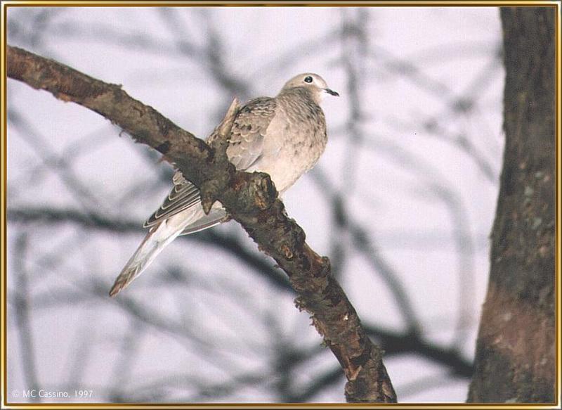 Back Yard Birds - mourning_dove03.jpg --> Mourning Dove; DISPLAY FULL IMAGE.