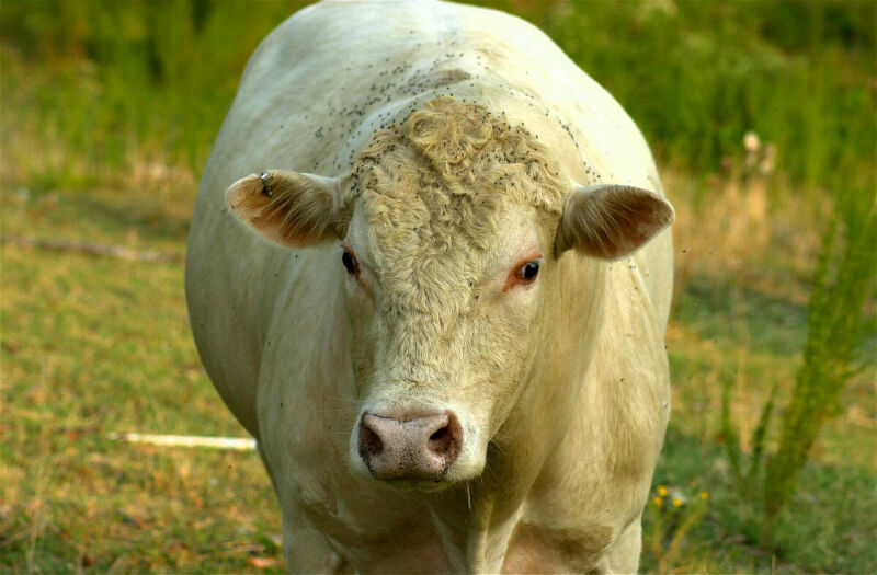 Moo cow 2; DISPLAY FULL IMAGE.